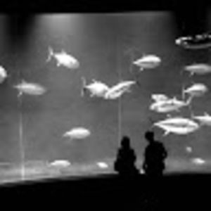 Meet your Posher, Yo